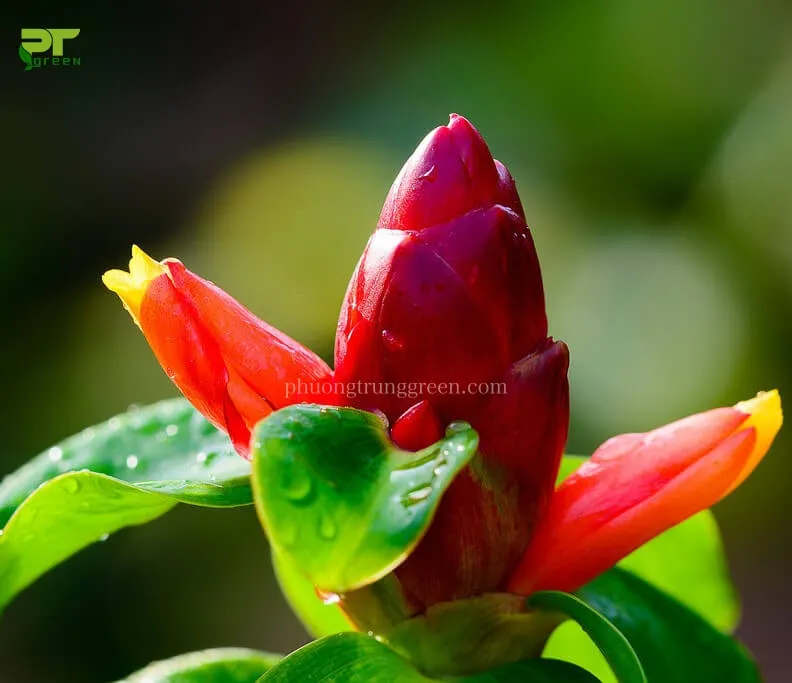 Cây Phúc Lộc Thọ trồng trong chậu, thích hợp cho bóng râm bán phần