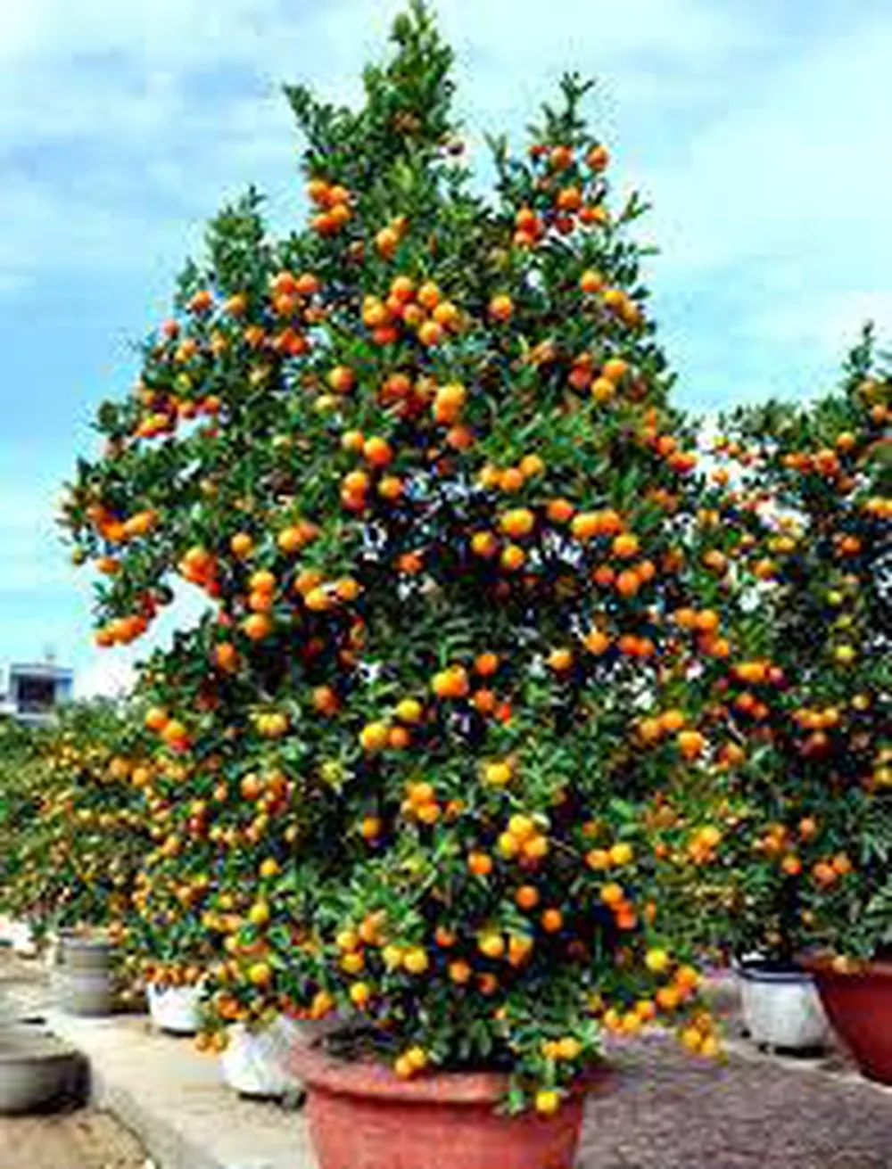 Cây quất không chỉ làm cảnh mà còn có một câu chuyện rất thú vị