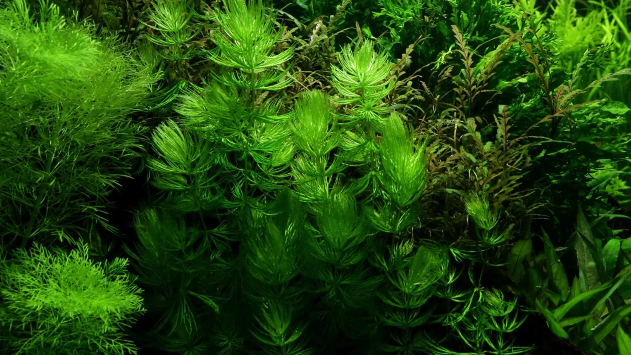 Rong đuôi chó mọc thành khóm dày, dùng làm hậu cảnh cho bể cá