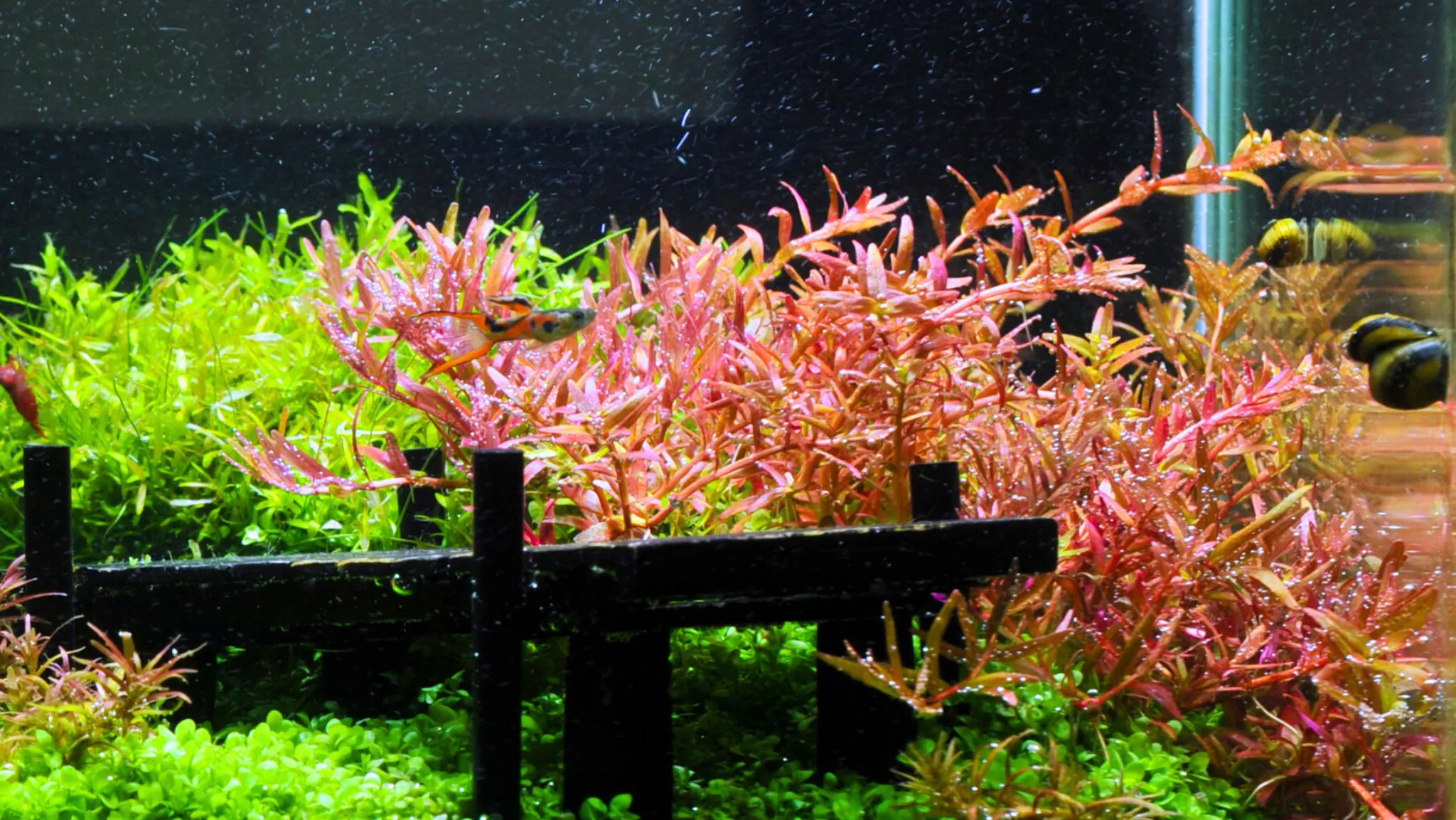 Cây vảy ốc lá nước với tán lá xòe màu xanh đỏ rực rỡ