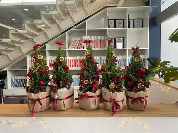 Cây sơn tùng đã được trang trí với quả châu và ngôi sao, sẵn sàng cho mùa Giáng Sinh