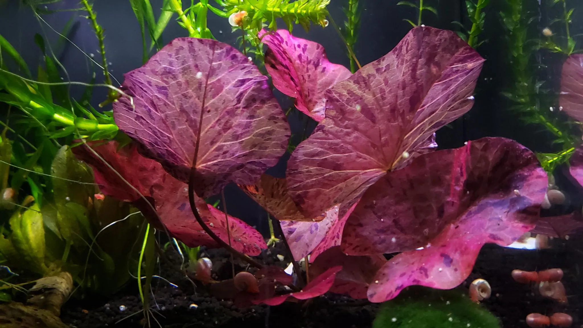 Cây súng thủy sinh màu đỏ nổi bật giữa bể cá cảnh