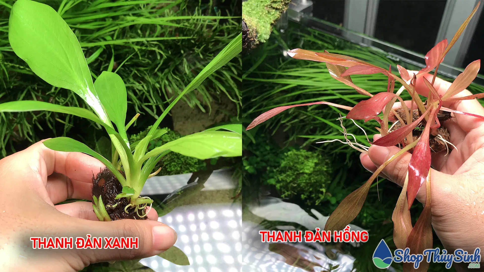 Cây thủy sinh Thanh Đản có hai màu phổ biến