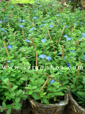 Cây Thanh Tú nhiều lá