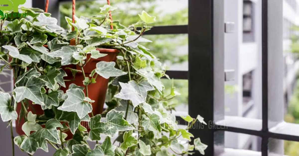 Cây thường xuân treo tường