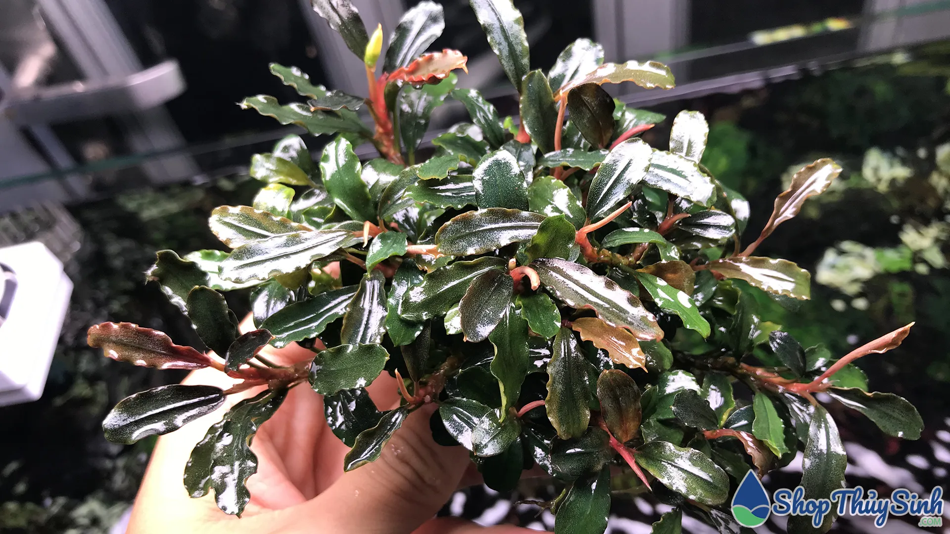 Cây thủy sinh Bucep có nhiều chủng loại