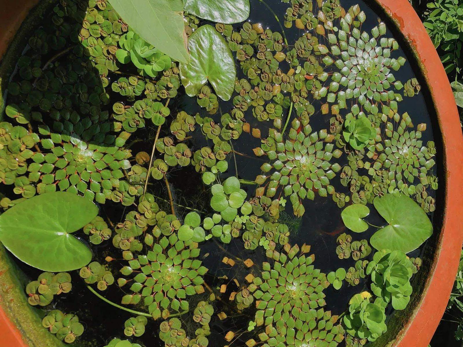 Tổng quan một hồ cá ngoài trời được trồng nhiều loại cây thủy sinh