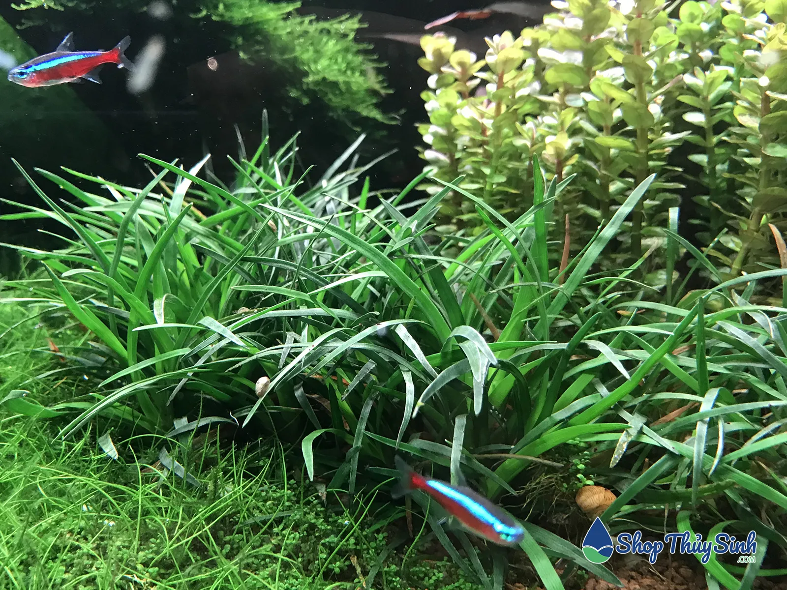 Cây thủy sinh cỏ bắp mỹ