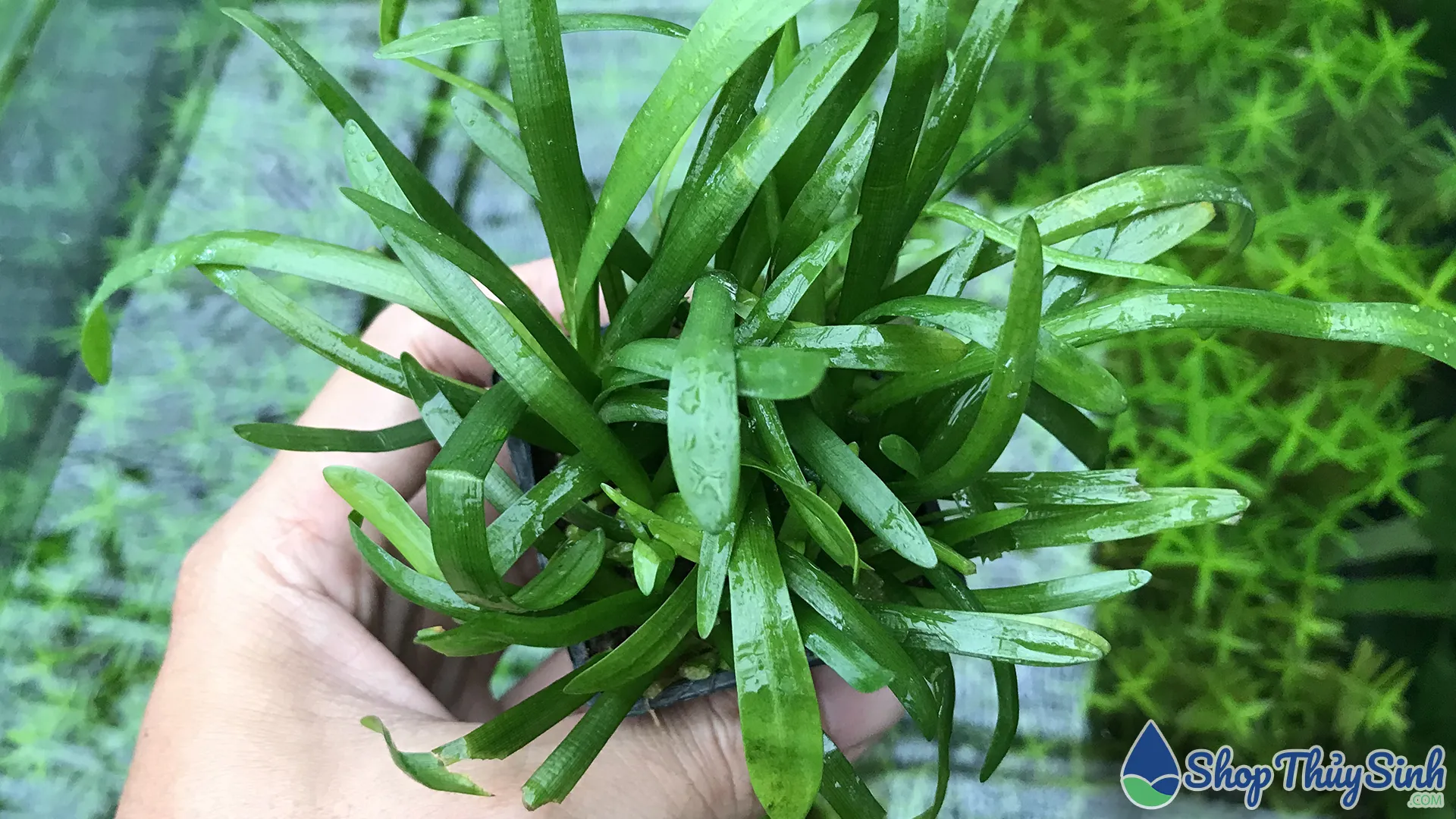 Cây thủy sinh Cỏ Thìa có khả năng chịu nhiệt tốt