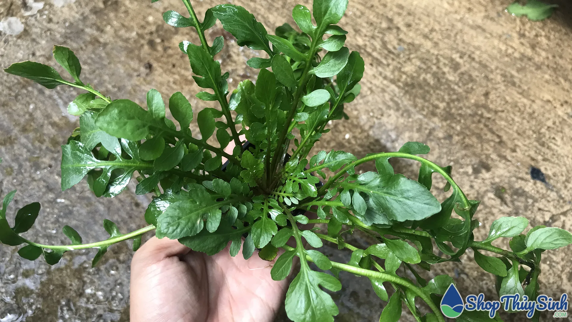 Cây thủy sinh Đuôi Phụng tán xòe rộng