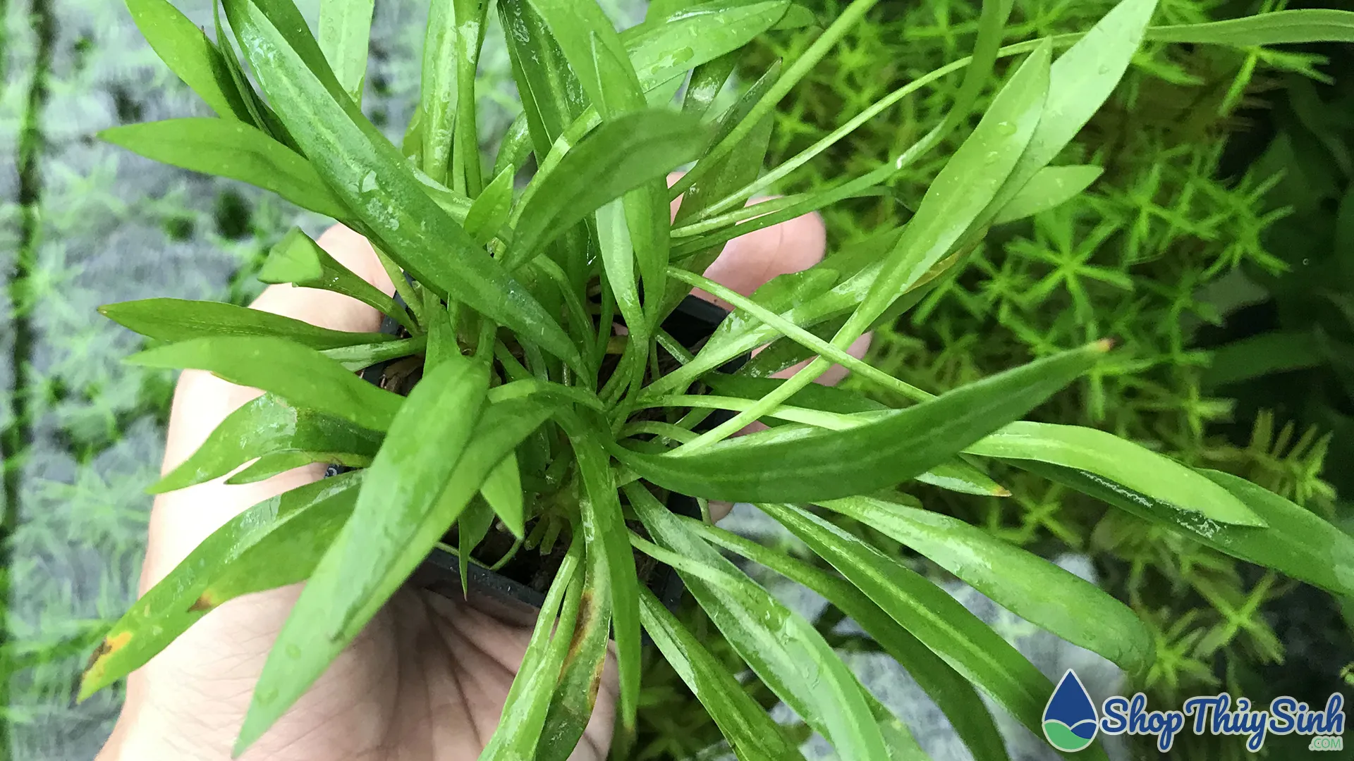 Cây thủy sinh Hoàng Quang Thảo