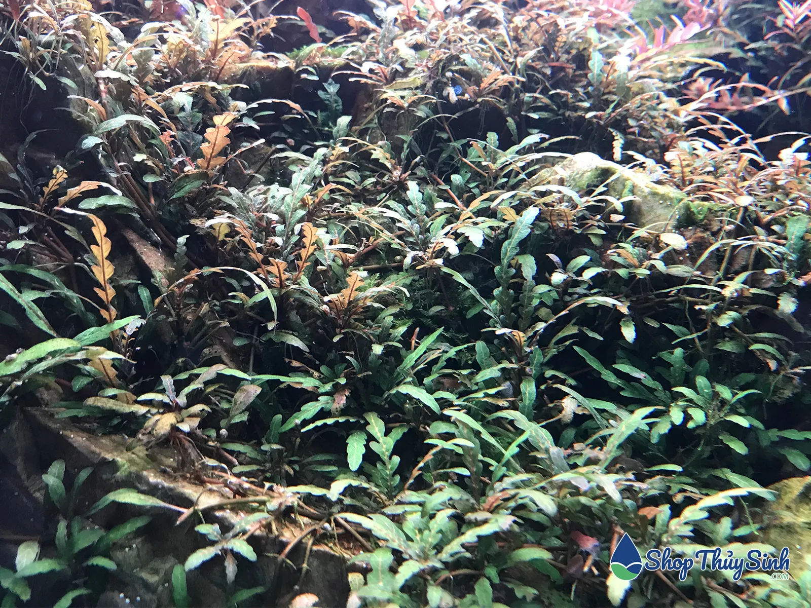 Cây thủy sinh liễu răng cưa dễ trồng