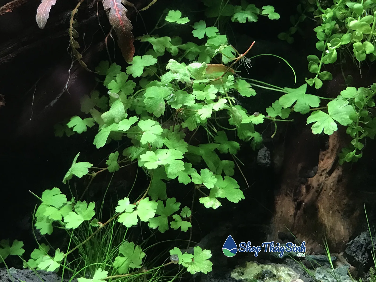 Cây thủy sinh rau má hương làm tiền cảnh