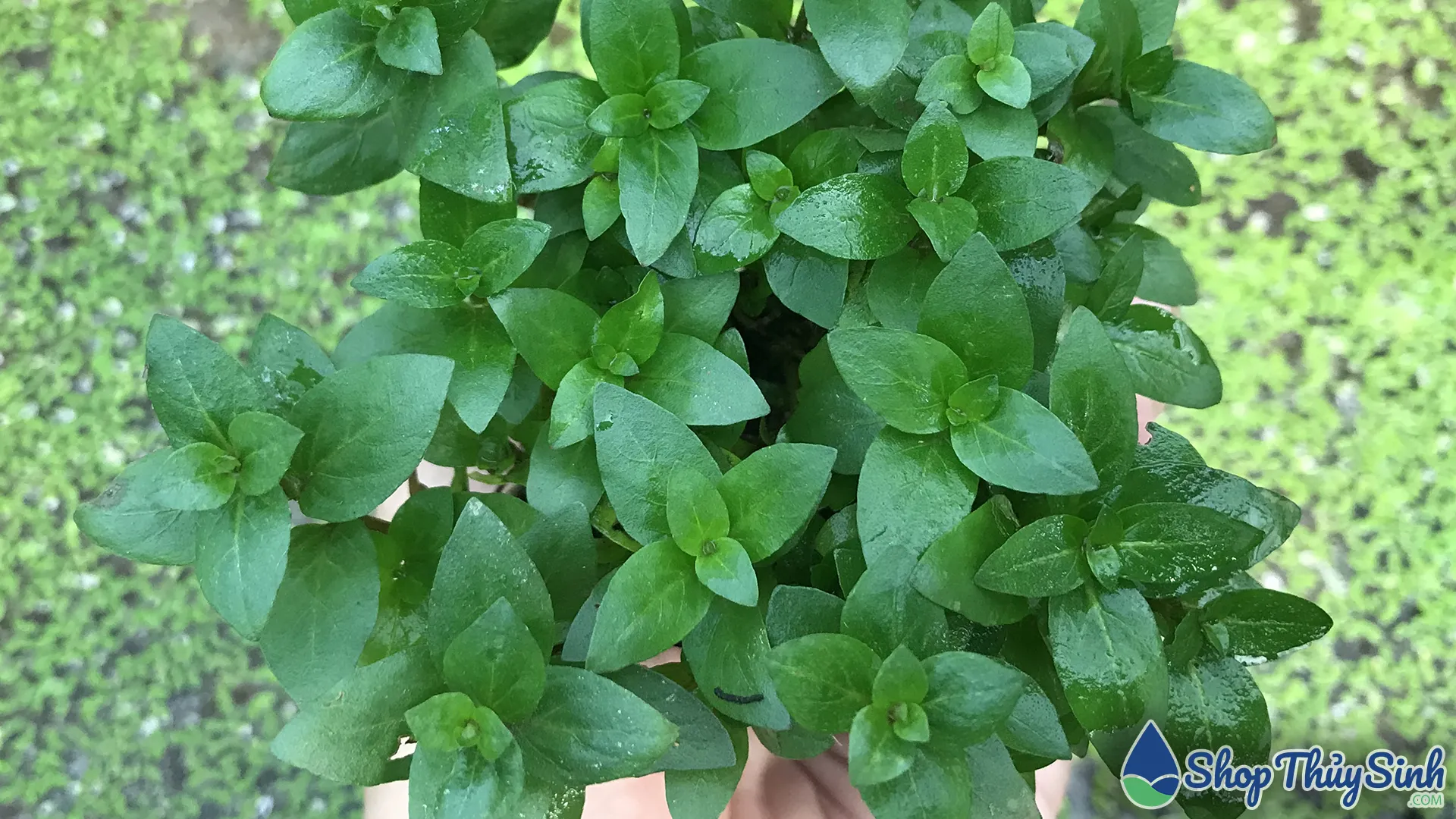 Cây thủy sinh rau thơm