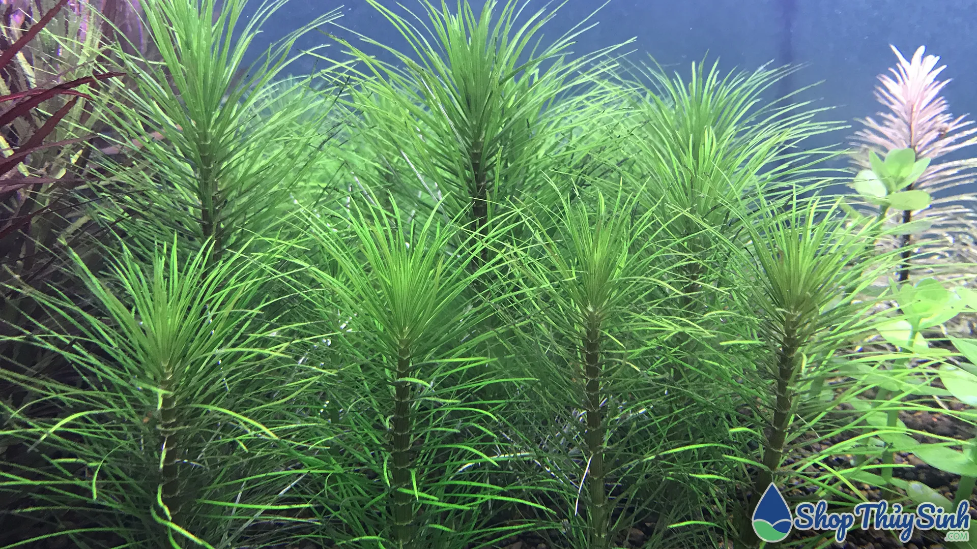 Cây thủy sinh Thông Lá Kim
