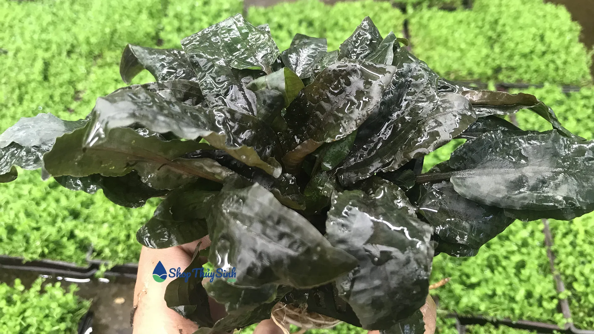 Cây tiêu thảo nâu có vẻ đẹp trầm ấm