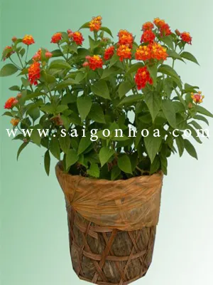 Cây Trâm Ổi (Ngũ Sắc) trong vườn