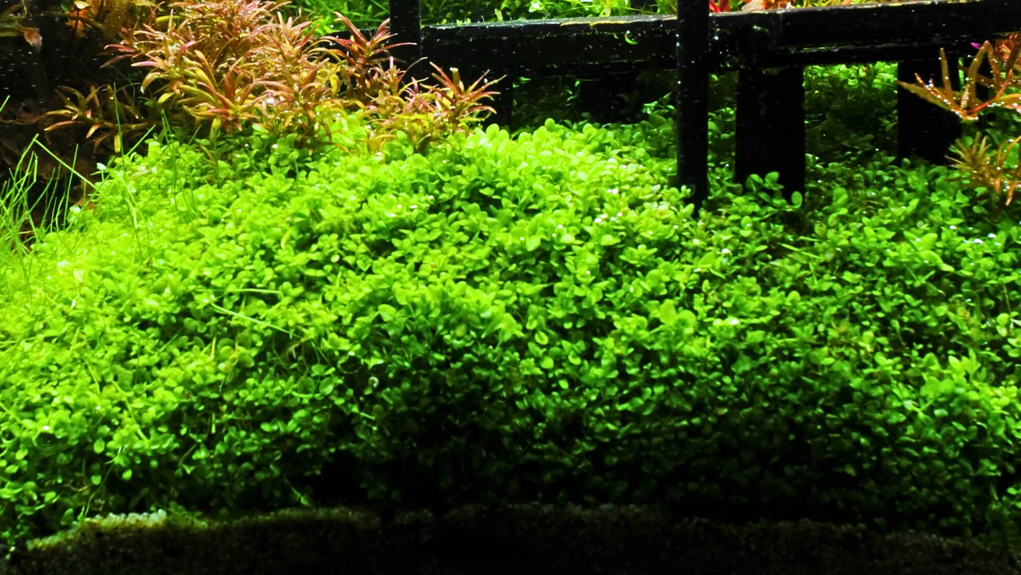 Thảm cỏ trân châu ngọc trai phủ xanh nền bể cá