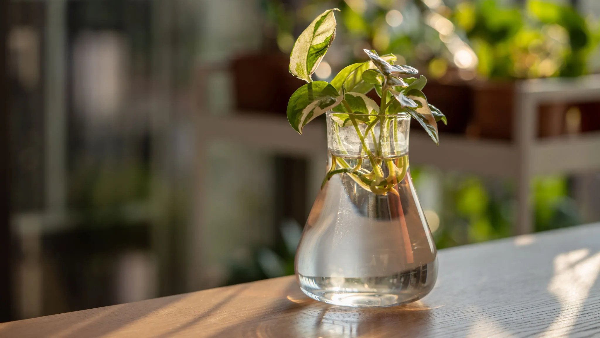 Cây trầu bà thủy sinh có rễ ngập nước và lá vươn lên trên