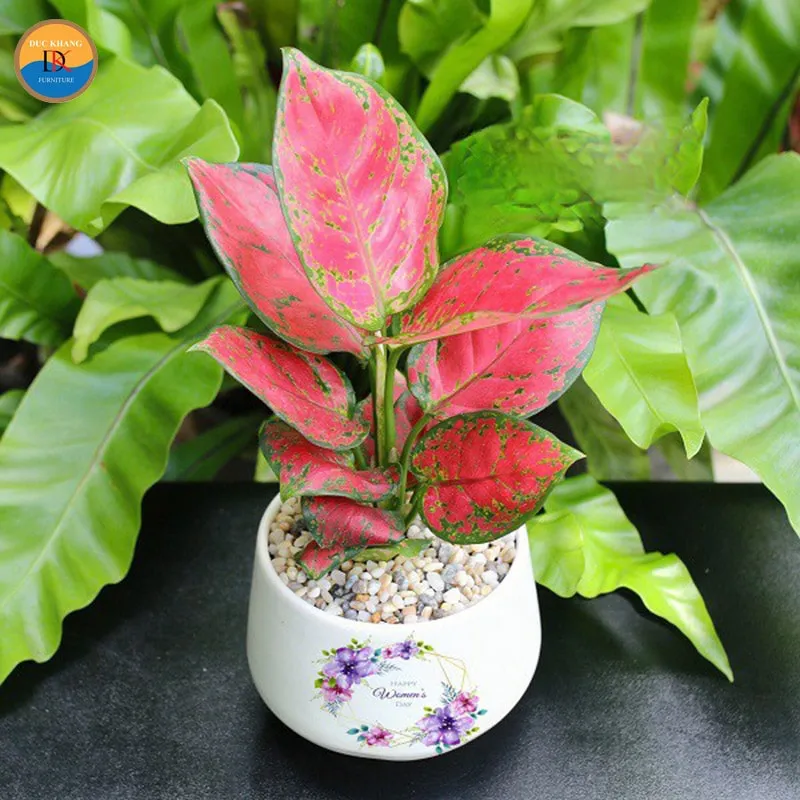 Cây Vạn Lộc là quà tặng ý nghĩa cho nhiều dịp đặc biệt