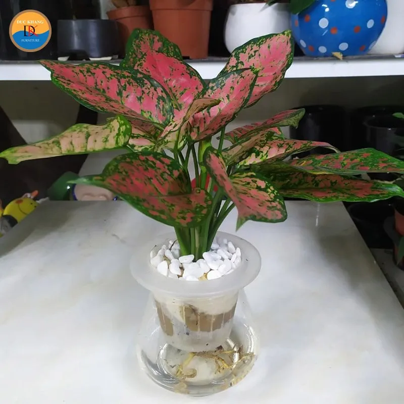 Cây Vạn Lộc được trồng thủy sinh lộ rễ trắng tinh tế