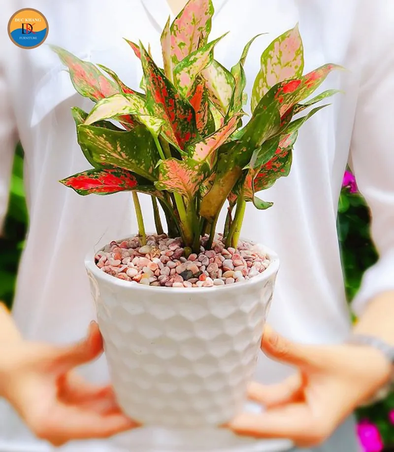 Cây Vạn Lộc khi được trồng trong chậu sứ trắng để cân bằng phong thủy