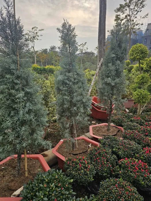 Cây bách băng dáng thông