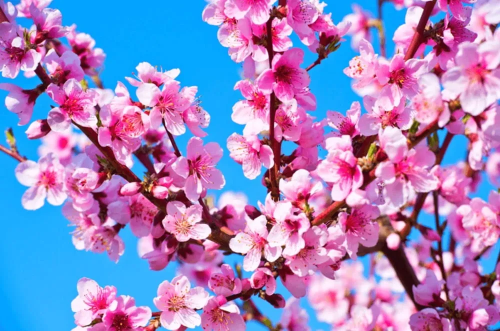 Hoa đào bung cánh khoe sắc hồng, tô điểm cho mùa xuân thêm tươi đẹp