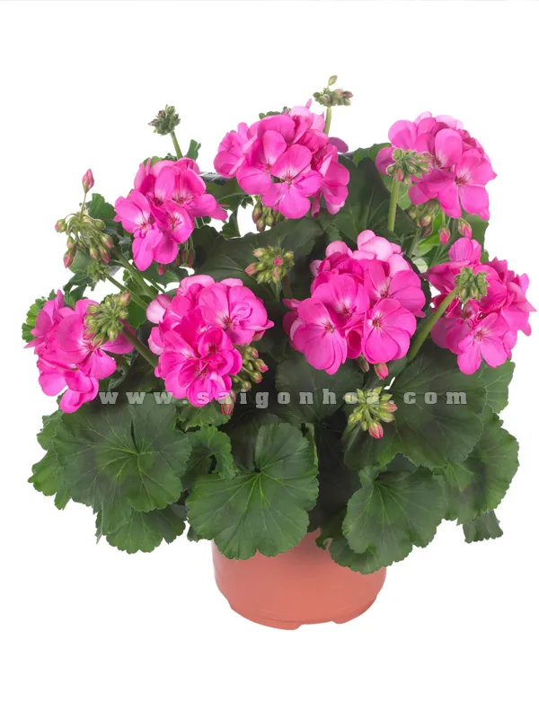 Hoa Phong Lữ màu hồng tươi sáng