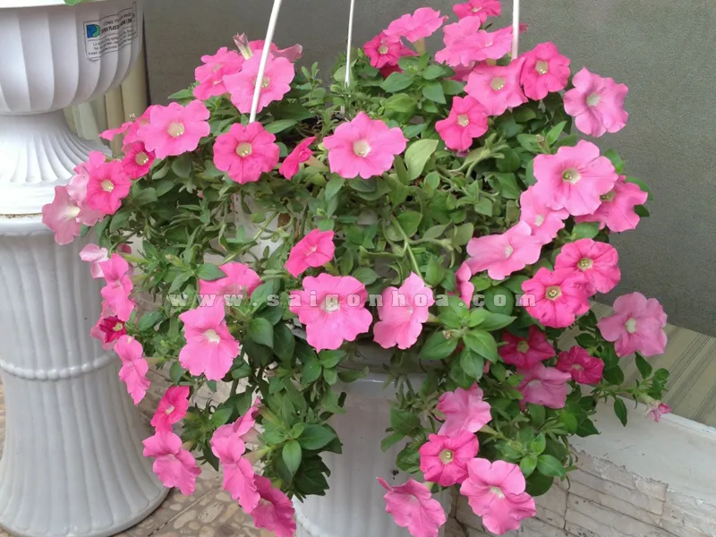 Chậu treo Dã Yến Thảo hồng