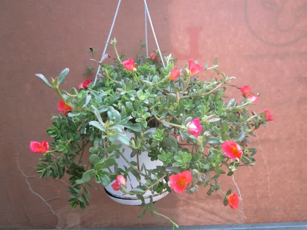 Chậu treo Hoa Mười Giờ Sam