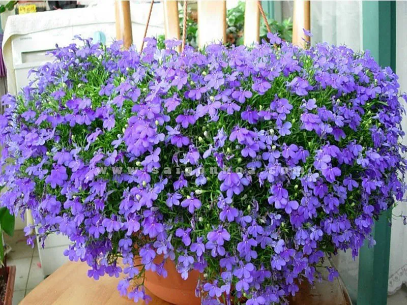 Chậu treo Hoa Thúy Điệp