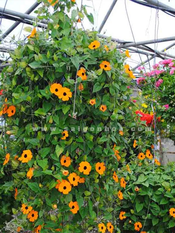 Chậu treo Hoa Mắt Huyền (Black eye Susan Vine)