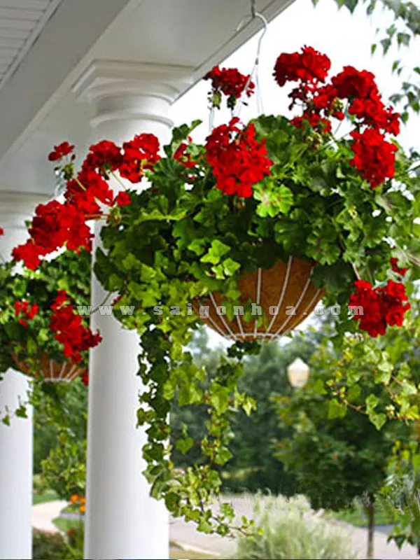 Chậu treo Phong Lữ