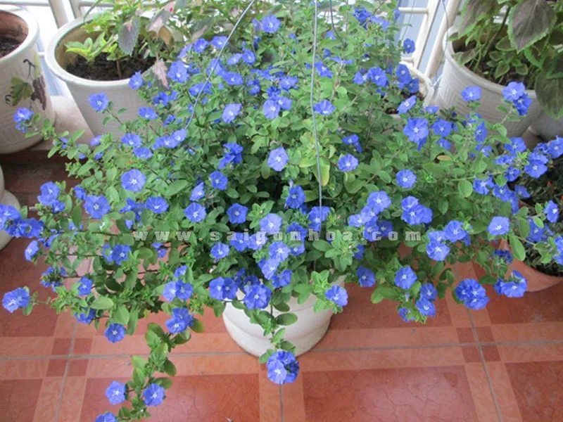 Chậu treo Thanh Tú khiêm nhường