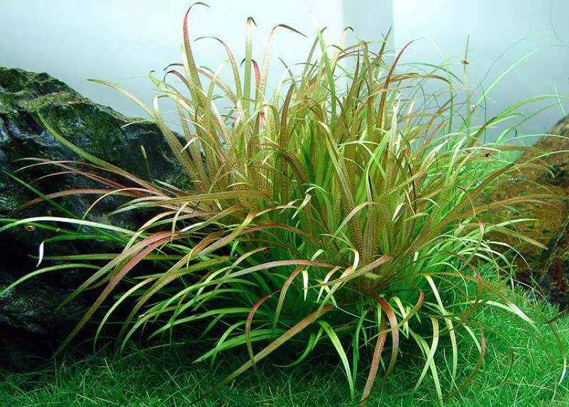 Thảm Cỏ Nhật xanh tươi trong bể cá thủy sinh