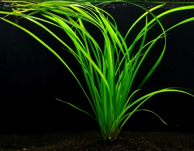 Cây Cỏ Ranong với thân cây thanh thoát, mềm mại