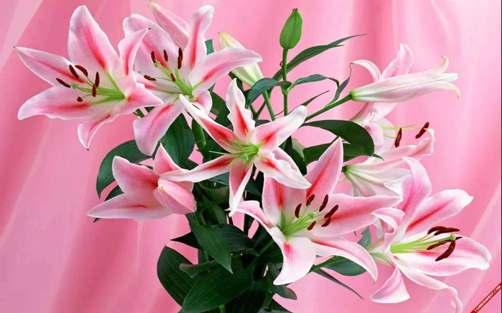 Hoa ly có hương thơm dịu dàng, vẻ ngoài tao nhã rất thích hợp để chưng Tết