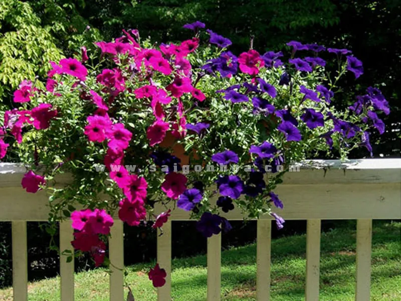 Dã Yến Thảo trang trí ban công