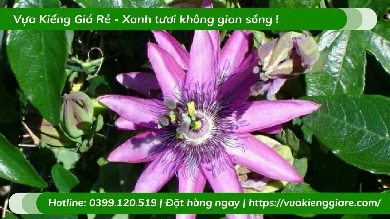 Dây leo sao biển hoa tím