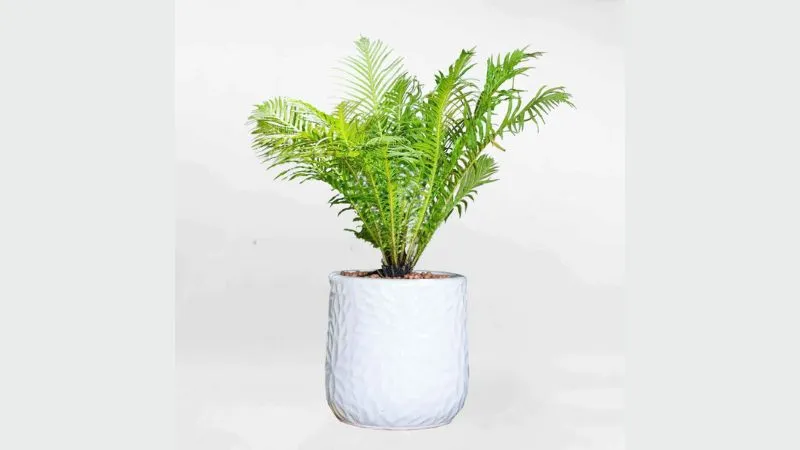 Chân dung cây Dương Xỉ Khổng Tước