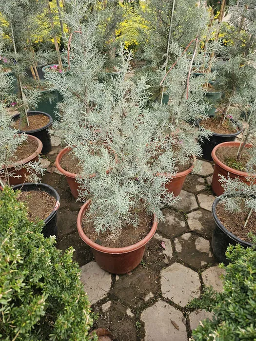 Cây Bách Băng màu bạc lùn