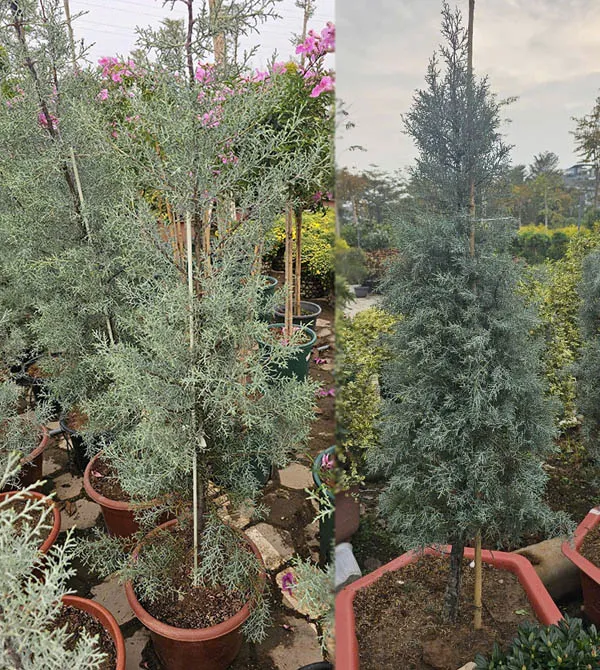 Cây Bách Băng trồng sân vườn khỏe và bền