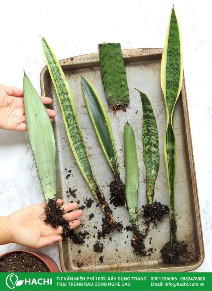 Lá lưỡi hổ khỏe mạnh dùng làm giống thủy canh