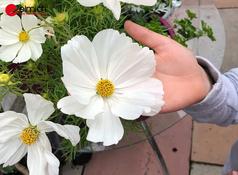 Gieo hạt giống hoa cánh bướm trong khay ươm trước khi đưa ra luống trồng