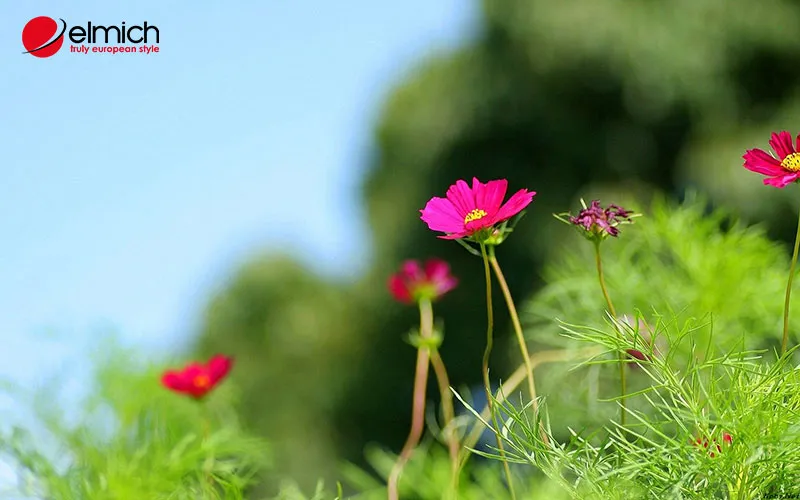 Các bước chăm sóc và lưu ý kỹ thuật khi trồng hoa cánh bướm tại nhà