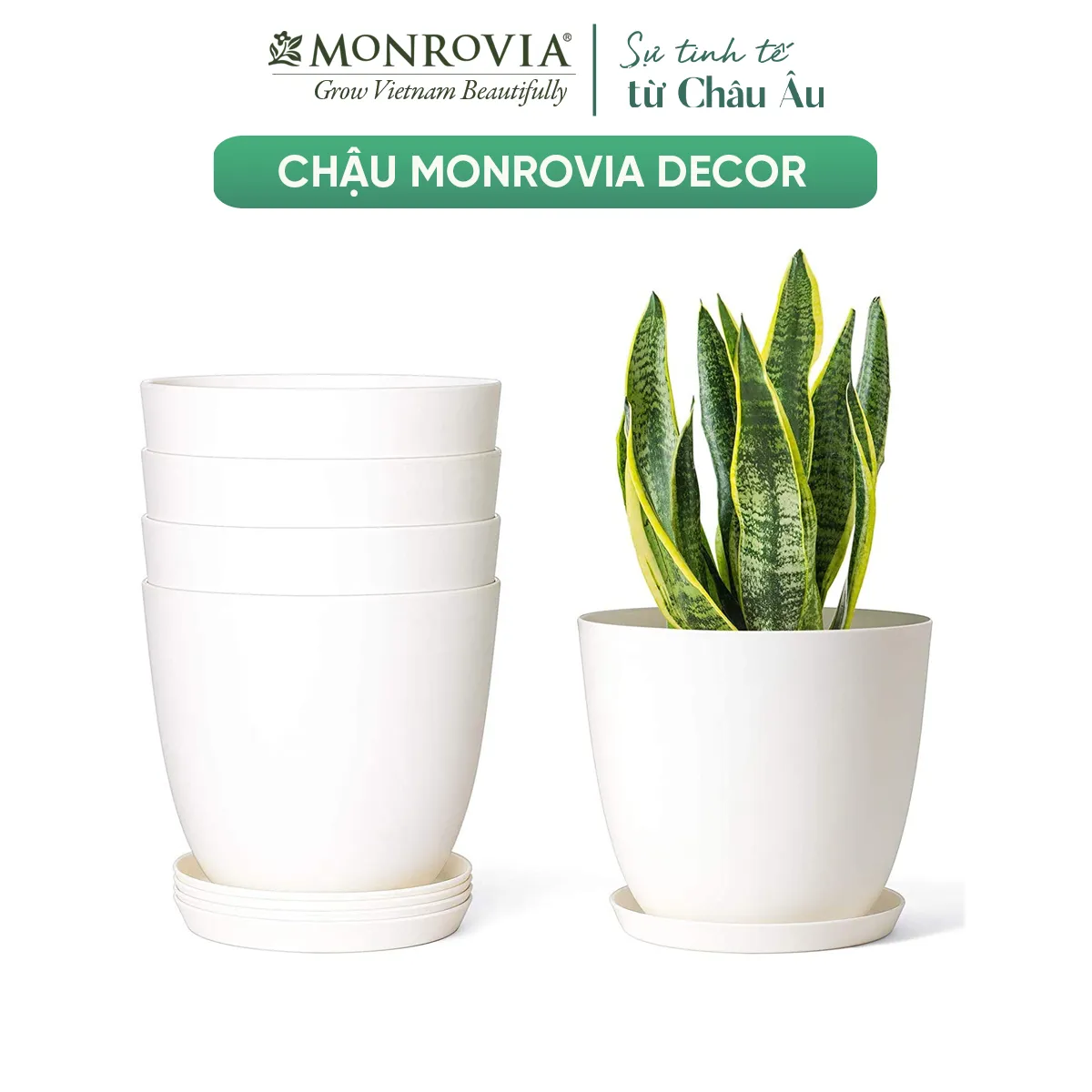 Chậu nhựa mini M9 thích hợp để trồng và chăm sóc cây lưỡi hổ trong nhà