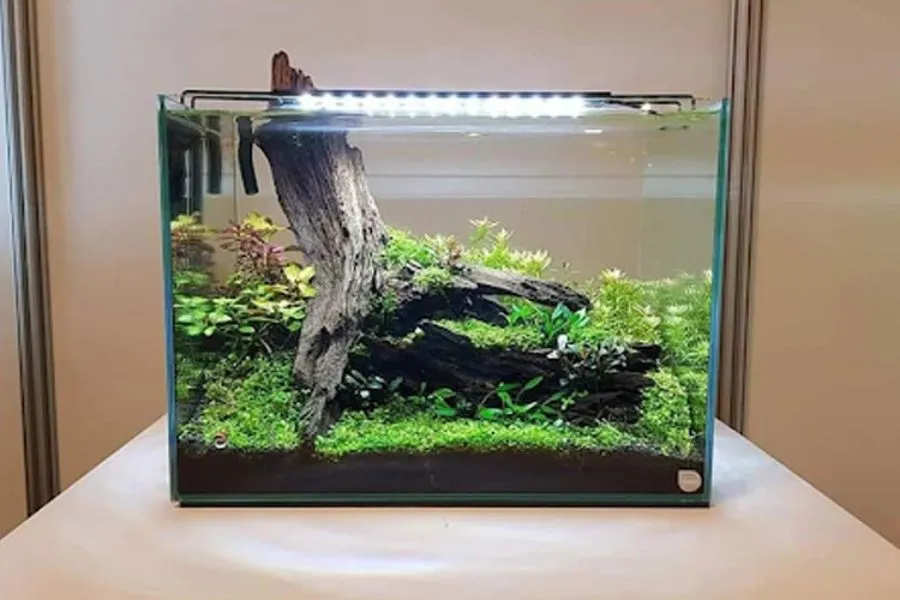 Hồ thủy sinh với môi trường sống xanh đa dạng.