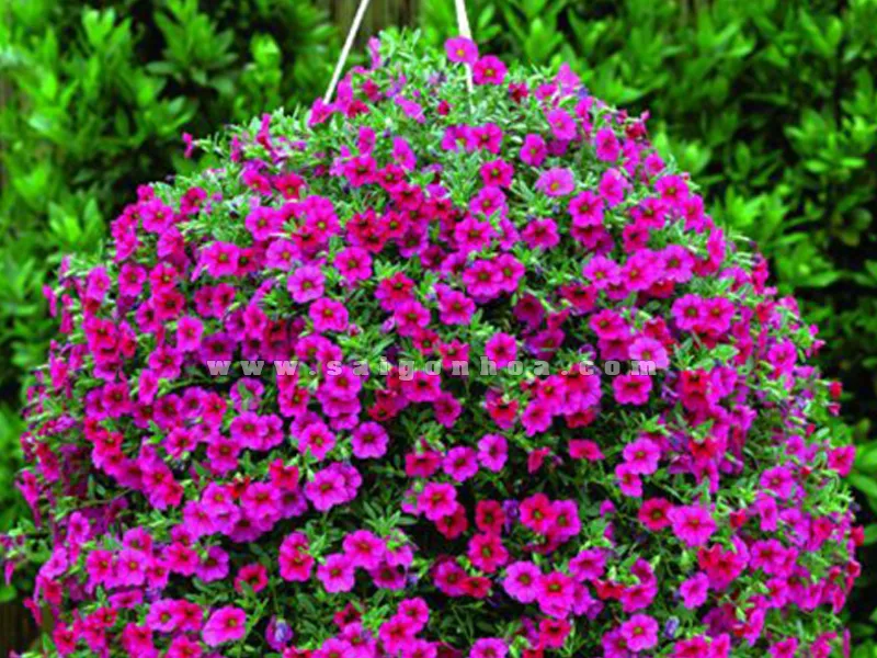 Hoa Triệu Chuông buông rủ