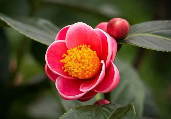 Chậu hoa Hải Đường màu hồng phấn nở rộ